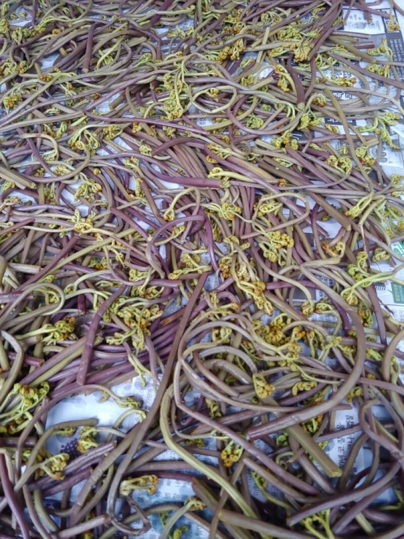 강원더몰,민둥산 고사리 (생1kg) (건조100g) [원산지:국산(강원도 정선군)]