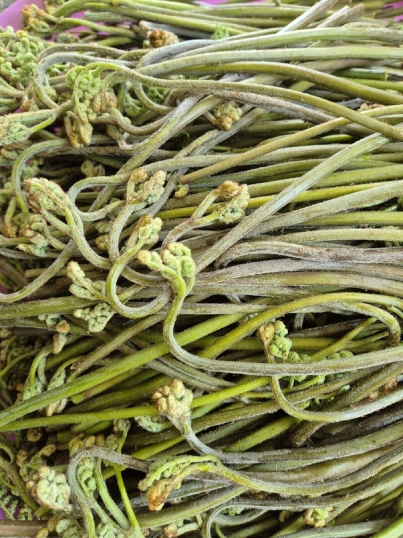 강원더몰,민둥산 고사리 (생1kg) (건조100g) [원산지:국산(강원도 정선군)]