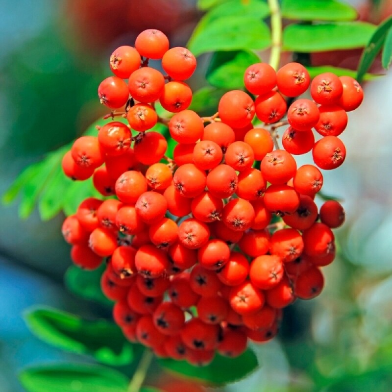 강원더몰,국산 마가목 열매 (생1kg) (건조 300g)