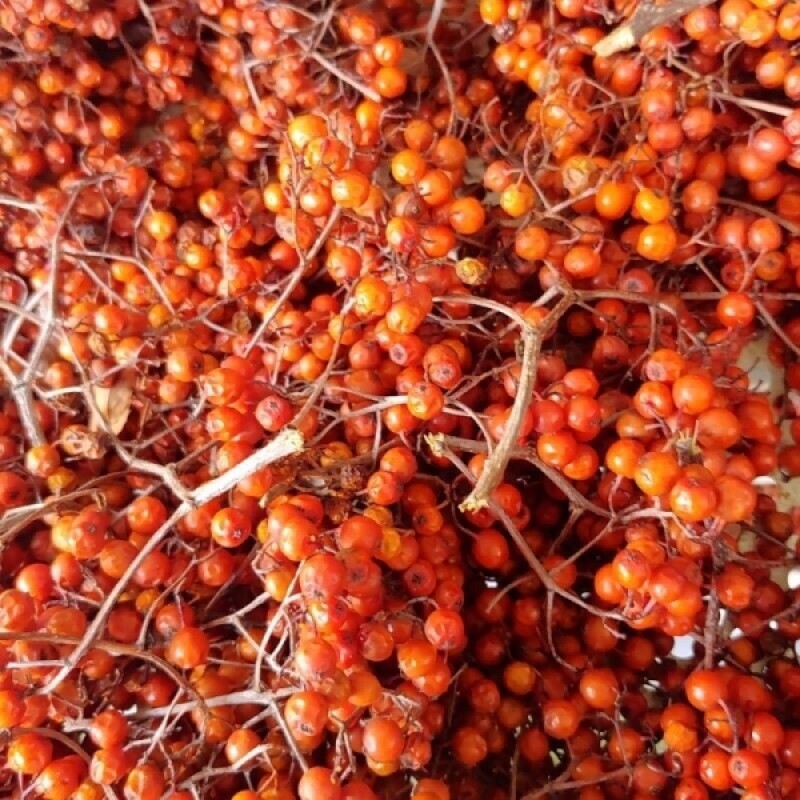 강원더몰,국산 마가목 열매 (생1kg) (건조 300g)